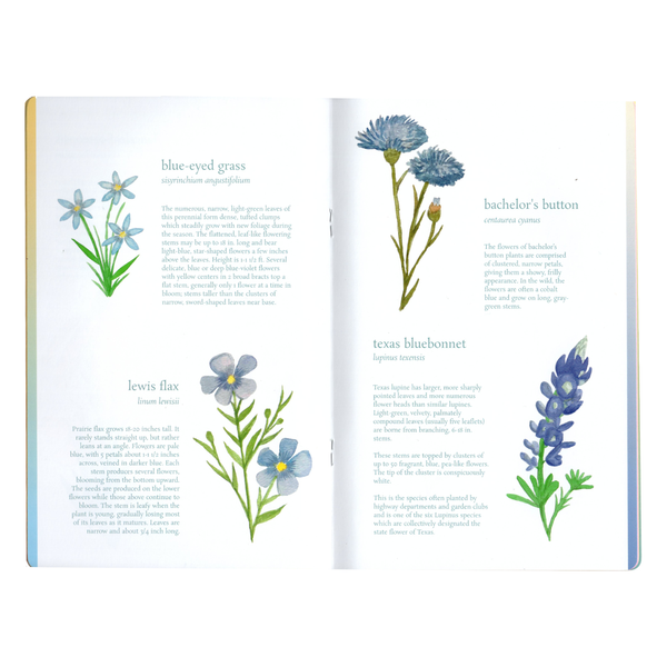 Wildflowers of Texas Zine by Vidya Giri